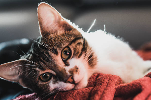 istock Lovely cat cozy at home 950229030