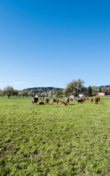 istock Mountain pastures of Alps 950229210