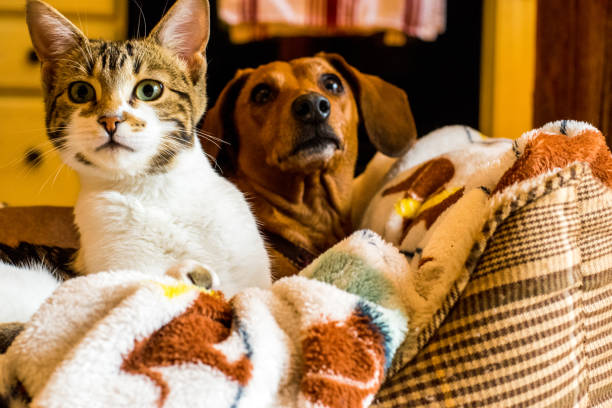 Cat and dog friendship Cat (kitten) and dog in the same bed watching for something bengal cat purebred cat photos stock pictures, royalty-free photos & images