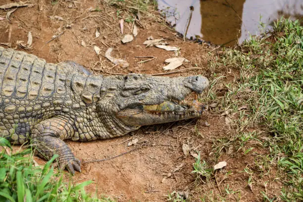 Photo of Nile Crocodile on the river Shore