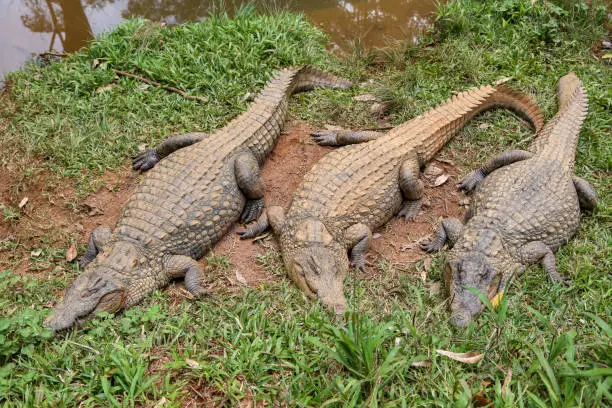 Photo of Nile Crocodile on the river Shore