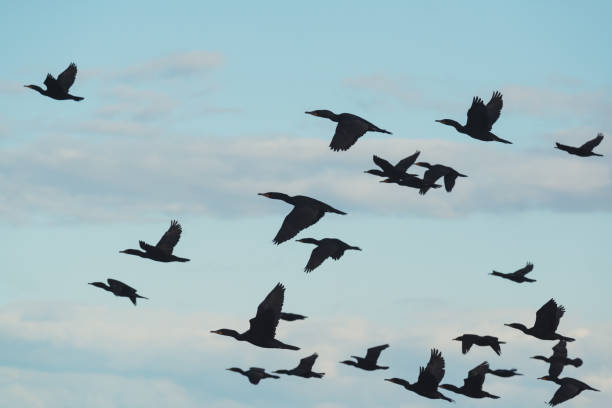 istock Flock of Cormorants 950229632