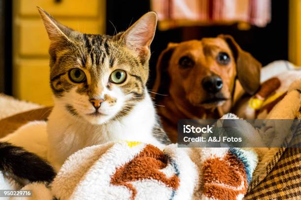 Katten En Hondenbont Vriendschap Stockfoto en meer beelden van Hond - Hond, Huiskat, Hondje