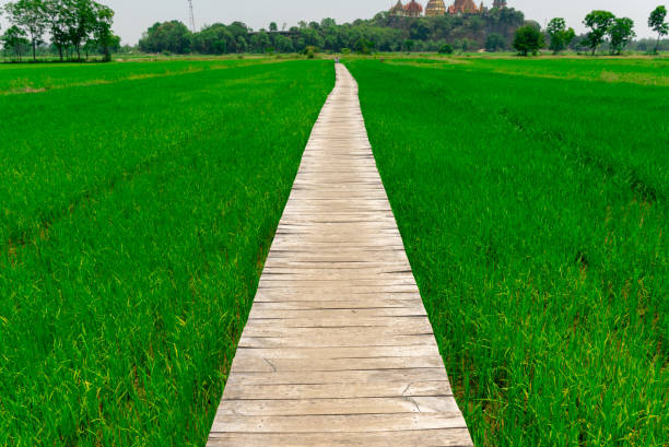 istock Rice farm green paddy and wooden bridge 950229770