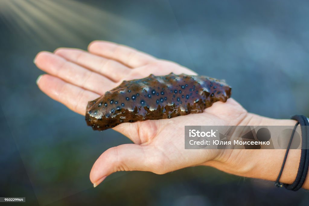 Marine sea lies on the hand, only the marine delicacy on the drawn out Palm, Marine sea lies on the hand, only the marine delicacy on the drawn out Palm, against the sea Restaurant Stock Photo