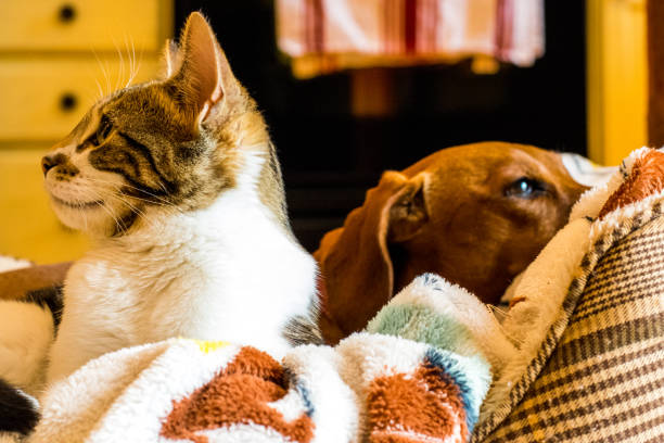 Friendly cat and dog. Fine film grain texture added.