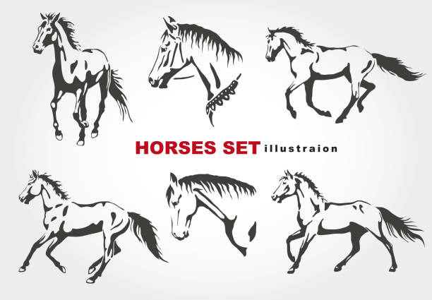 Horses. Horses. Vector set. horse head vector stock illustrations