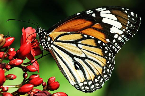 istock Butterfly drinking flower juice. 950232718