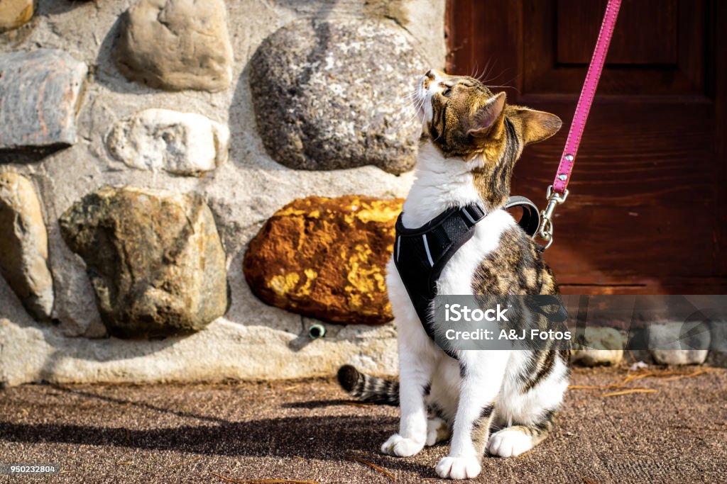 Lovely cat going for an adventure Cute Bengal kitten going outside for the first time and looking everywhere Animal Harness Stock Photo