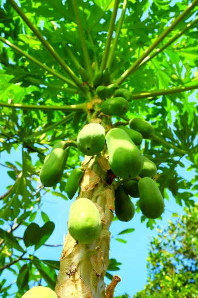 istock Papaya Tree in Garden. 950243332