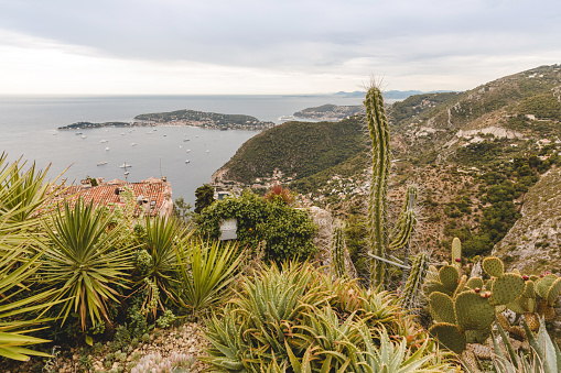 various cactus plants growing on hill over coastal town, Eze, France