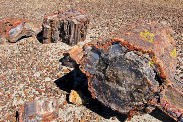 istock Petrified tree trunks in Petrified Forest National Park, USA 950248568