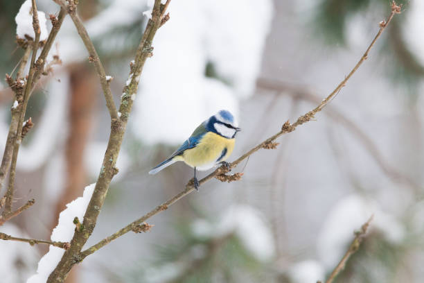 istock Blue tit sitting on small branch 950248952