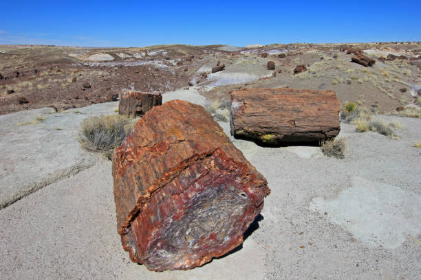 istock Petrified tree trunks in Petrified Forest National Park, USA 950249462