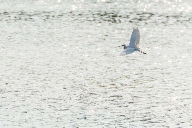 ptak (czapla, bittern lub egret) w dzikiej przyrodzie - giant perch zdjęcia i obrazy z banku zdjęć