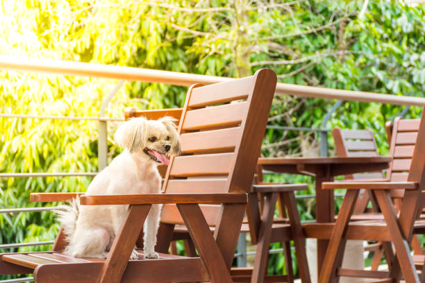 istock Dog sitting in cafe looking at something 950249684