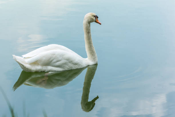 istock Bird (Swans, Cygnus) swimming in a nature wild 950249924