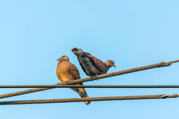 istock Bird (Dove, Pigeon or Disambiguation) in a city 950250530
