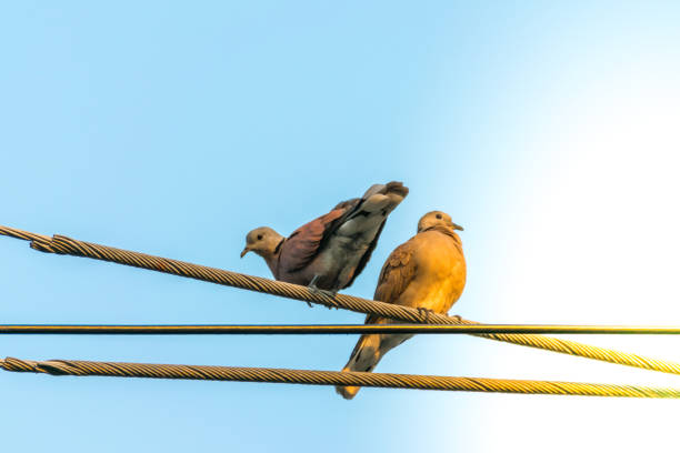 istock Bird (Dove, Pigeon or Disambiguation) in a city 950250546
