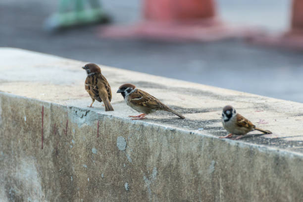 istock Bird (Eurasian tree sparrow) in a nature wild 950250752