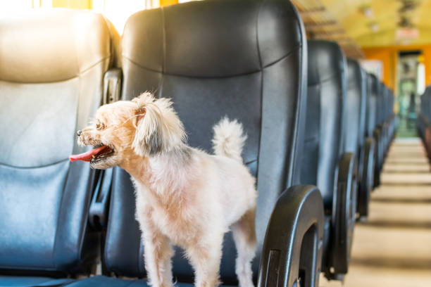 istock Dog so cute inside a railway train wait for travel 950250926