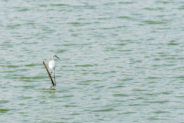 ptak (czapla, bittern lub egret) w dzikiej przyrodzie - giant perch zdjęcia i obrazy z banku zdjęć