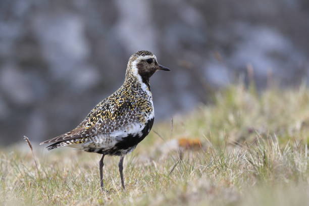 istock European golden plover (Pluvialis apricaria) faeroe 950253674