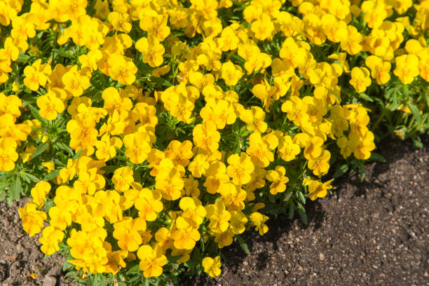istock Fresh yellow viola flowers 950257422