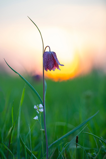 Snake's Head Fritillary (Fritillaria meleagris) in a meadow during a beautiful springtime sunset.