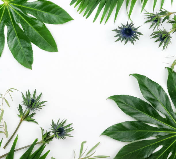 istock Abstract frame made of green tropical  leaves on white background. Flat lay, top view. 950262424