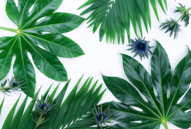 istock Abstract frame made of green tropical  leaves on white background. Flat lay, top view. 950262614