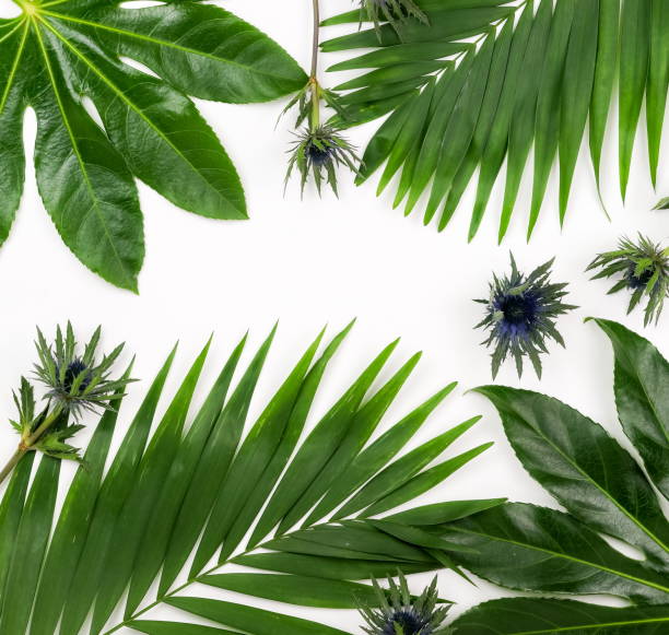 Abstract frame made of green tropical  leaves on white background. Flat lay, top view.