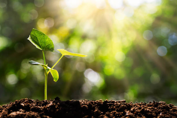 germer sur floue bokeh vert avec fond doux rayons du soleil, concept écologique - plante cultivée photos et images de collection