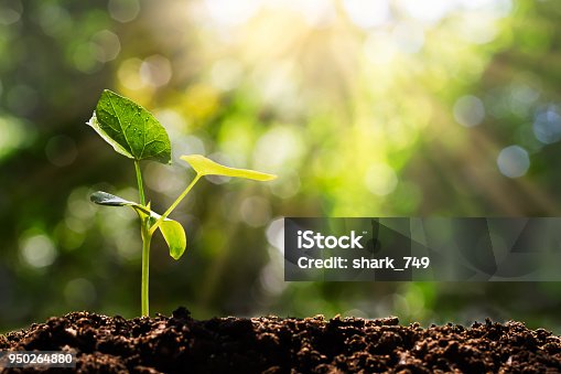 istock Sprout on blurred green bokeh with soft sunlight  background, environmental concept 950264880