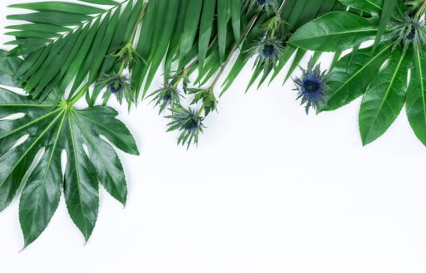 istock Abstract frame made of green tropical  leaves on white background. Flat lay, top view. 950265000