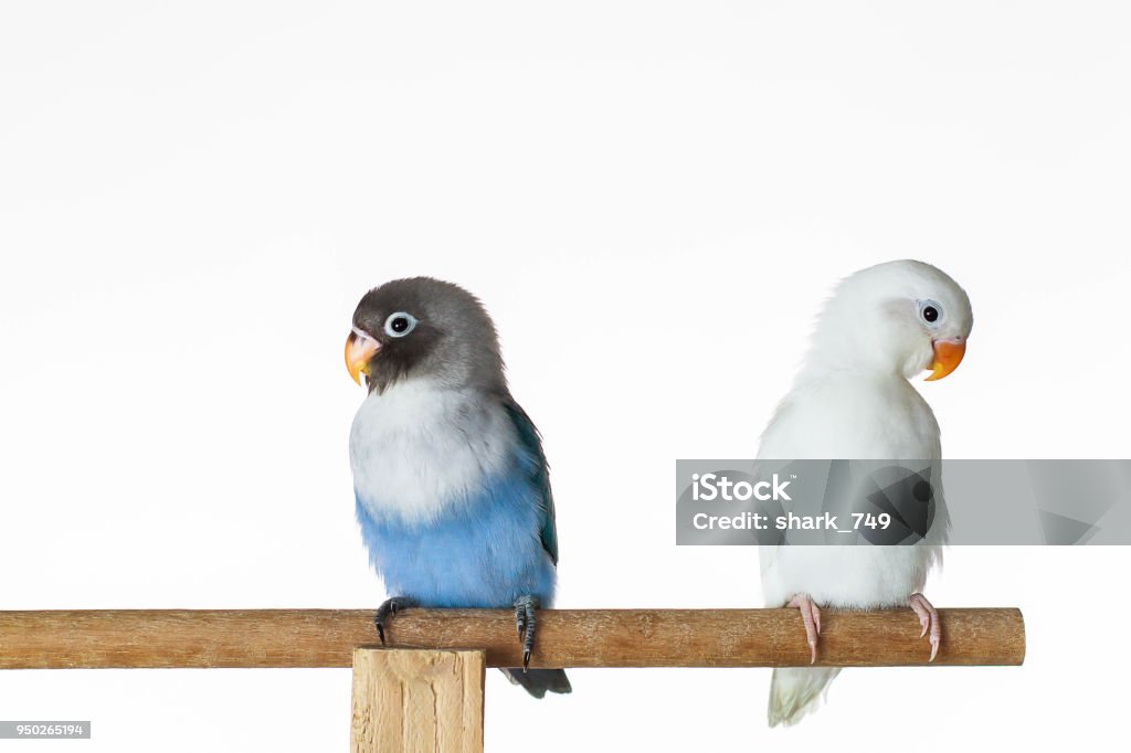 Deux tourtereaux assis sur le perchoir sur fond blanc de perroquet - Photo de Amour libre de droits