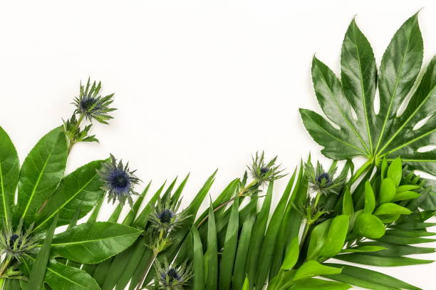 istock Abstract frame made of green tropical  leaves on white background. Flat lay, top view. 950265200