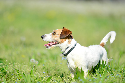 Jack Russel Terrier in a park