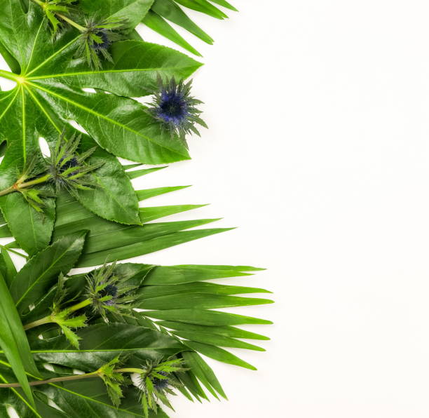 istock Abstract frame made of green tropical  leaves on white background. Flat lay, top view. 950265294