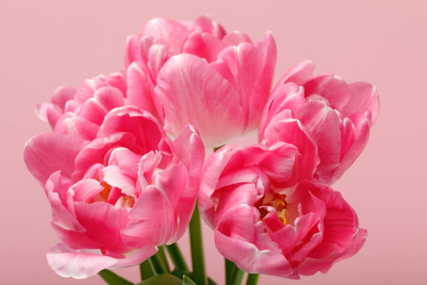 istock Tender blooming pink tulips isolated on pink background 950265740