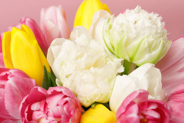 istock Tender blooming colorful tulips isolated on pink background 950265848