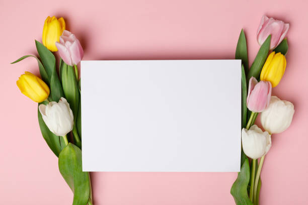 istock Spring tulip flowers with blank paper isolated on pink 950265920