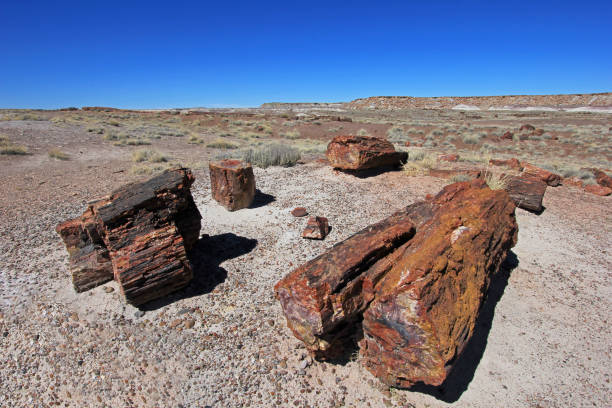 istock Petrified tree trunks in Petrified Forest National Park, USA 950266020
