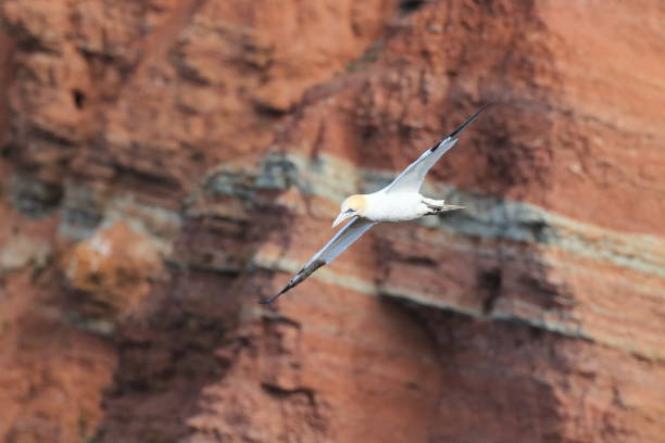 istock Northern Gannet (Morus bassanus) Heligoland Germany 950266280