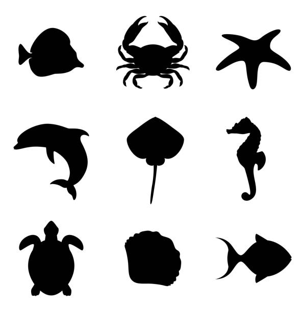 ilustrações, clipart, desenhos animados e ícones de habitantes do oceano. - starfish isolated sea animal