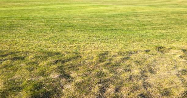 istock Perfect grass on the golf field. Background green grass. 950267210