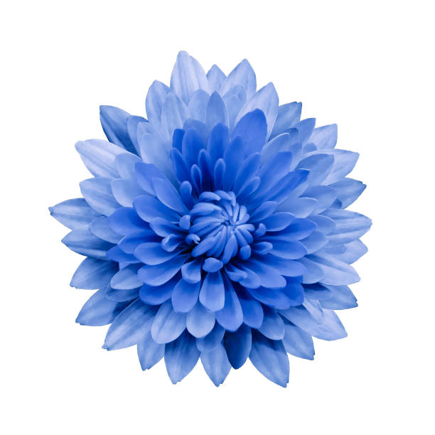istock Blue flower dahlia  on a white isolated background with clipping path.   Closeup.  no shadows.  For design.  Nature. 950270056