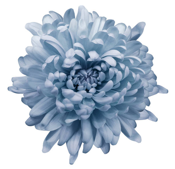 istock Light blue  chrysanthemum.  Flower  on a white isolated background with clipping path. Close-up. no shadows.  Nature. 950270058