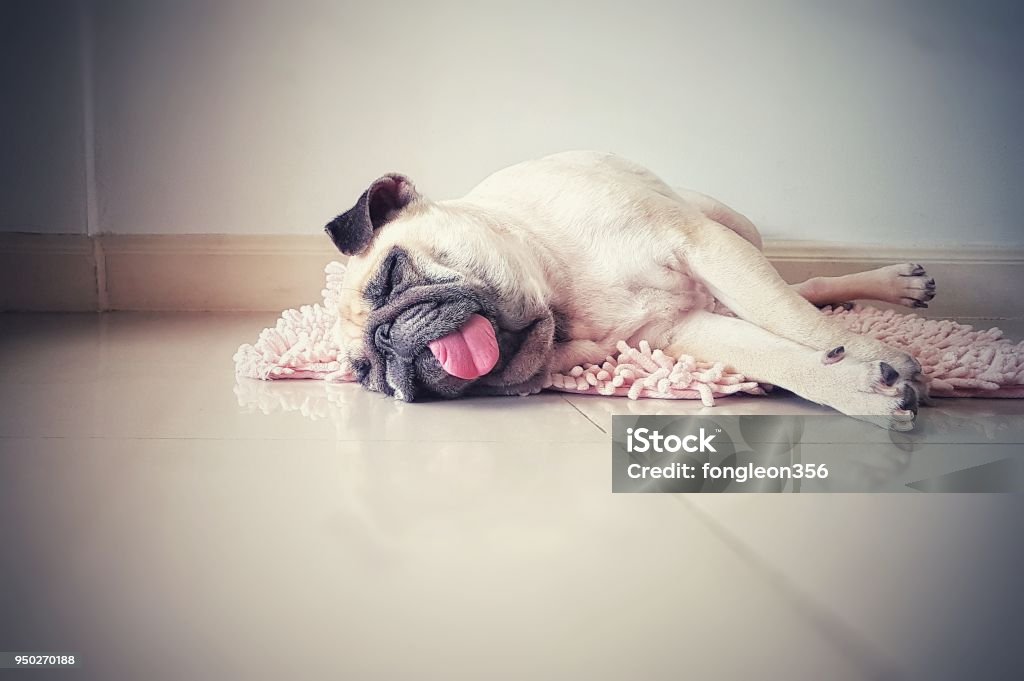 Cute pug dog sleep rest on the floor, over the mat and tongue sticking out in the lazy time Cute pug dog sleep rest in the floor, over the mat and tongue sticking out in the lazy time Dog Stock Photo