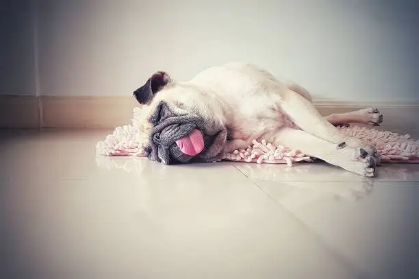 Cute pug dog sleep rest in the floor, over the mat and tongue sticking out in the lazy time